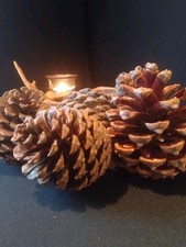 Large Pine Cones - Ideal for