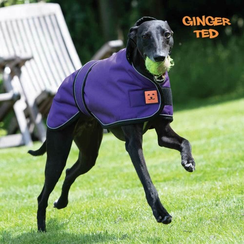 Ginger ted waterproof - ted,