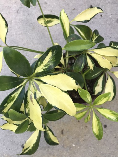 Umbrella plant - umbrella,
