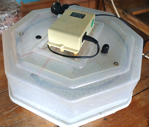 Jn2 automatic egg incubator - egg,