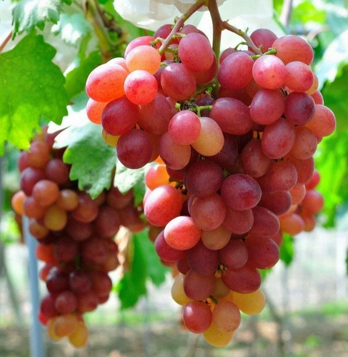 Grape vine plant pinkdose rare - grape,