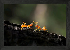 Fire Ant Framed Wall Art
