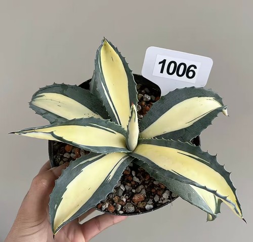 Pot 14cm agave americana - pot,