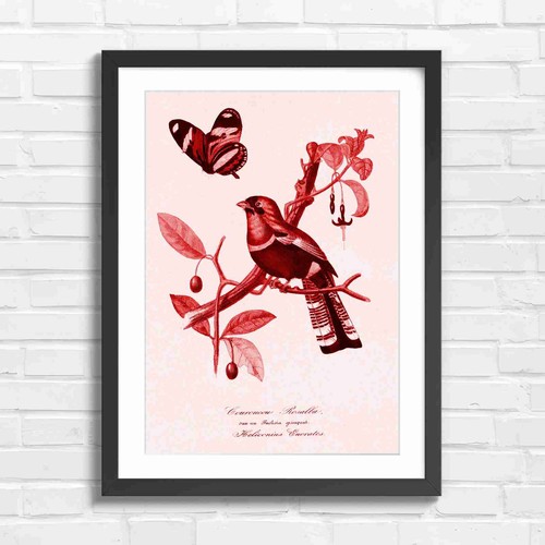 Vintage trogon bird butterfly - vintage,