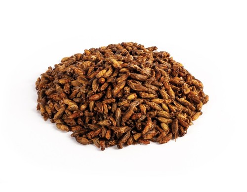Crunchy critters edible - critters,