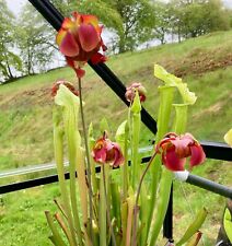 20+ Seeds From Sarracenia