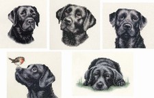 BLACK LABRADOR RETRIEVER dog