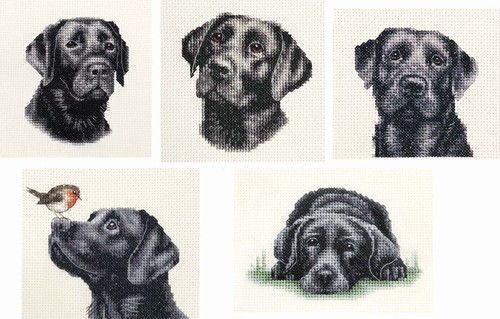 Black labrador retriever dog - black,