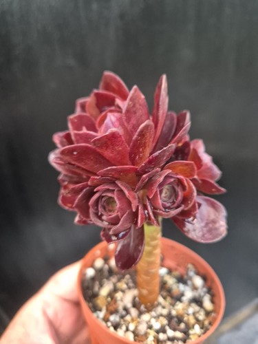 Aeonium black rose rare - black, |