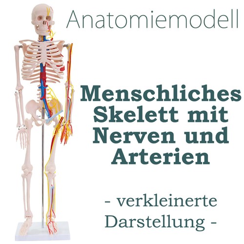 Anatomy model skeleton - anatomy,