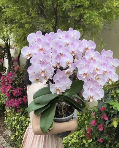 Phalaenopsis moth orchid - moth,