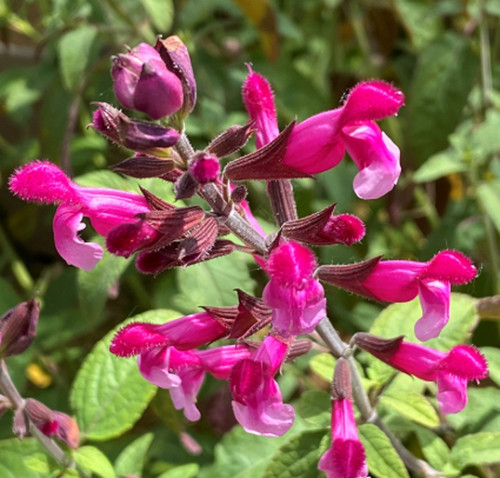 Salvia pink mulberry - 6,