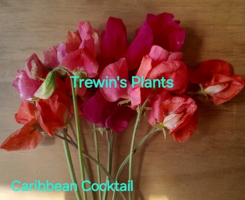 Sweet pea plug - sweet,
