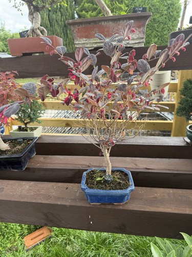 Fringe bonsai - fringe,