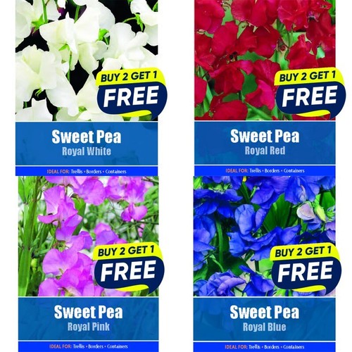 Flower seeds plants borders - flower,