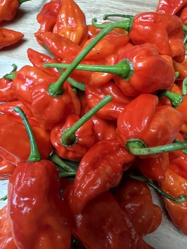 Dorset naga chilli seeds - 15,