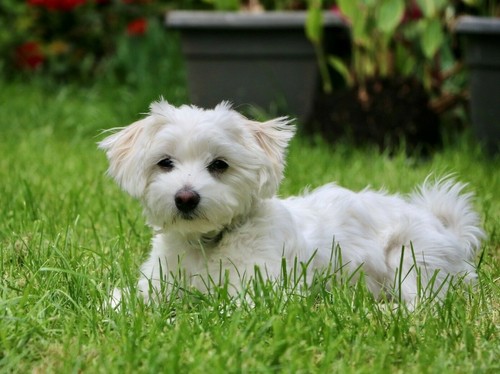 Pet maltese puppy dog laying - pet,