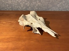 Deer? Skull Taxidermy Bone