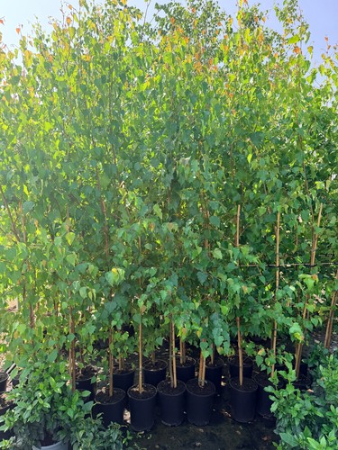 10x large 6ft silver - silver, birch