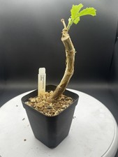 Cyphostemma juttea_US