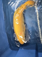 Jumbo chagoi live koi - in,