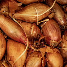 Shallot Seeds (Banana) Shallot Zebrune - 100 Fresh Onion Seeds Planting UK