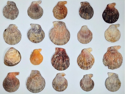 South coast scallop - coast,