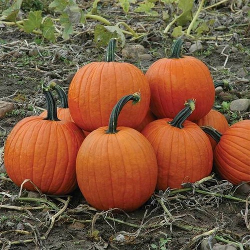 Pumpkin howden plug - 4x,