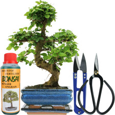 Bonsai Ligustrum Tree Live