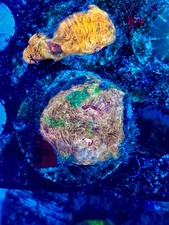 Rainbow chalice corals frag - chalice,