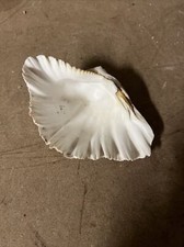 Super natural clam shell - super, 15cm