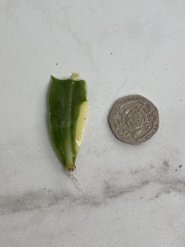 Schlumbergera variegated - schlumbergera,