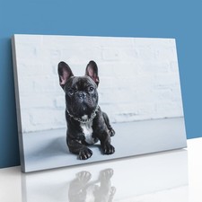 French Bulldog Puppy Cute Pet Canvas Framed Print Picture Wall Art