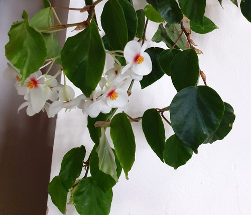 Begonia solananthera - begonia,