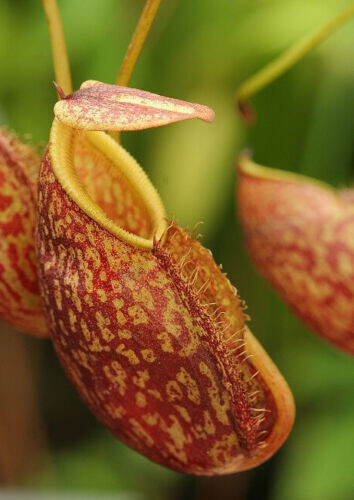 Nepenthes gymnamphora - nepenthes,