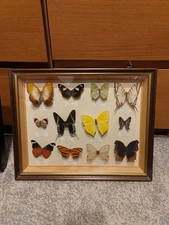  Collection of 12 Real Butterflies Taxidermy In Wooden Framed Display