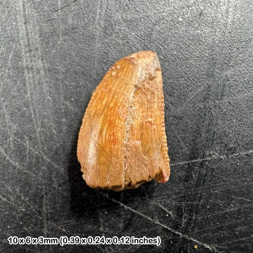 Genuine raptor dinosaur tooth - raptor,