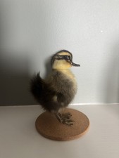 Taxidermy cute fluffy - cute,