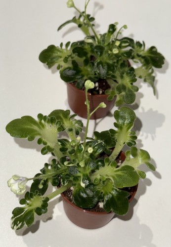 Rare african violet - african,