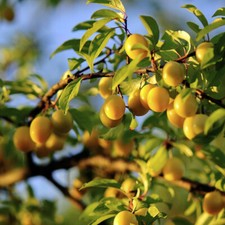 Plum Mirabelle de Nancy 4-5ft