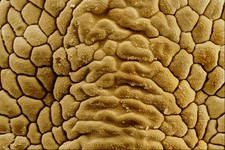 645076 False Spider Mite Back A4 Photo Texture Print