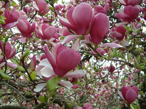 Pink magnolia seeds yulan - 20,