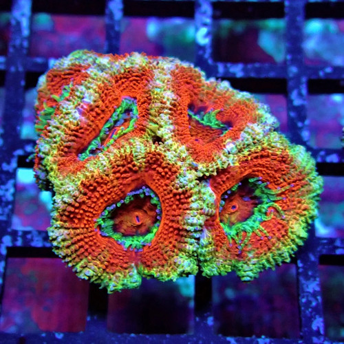 Wysiwyg acan lord coral frag - wysiwyg,