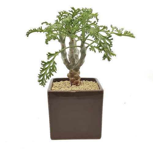 8cm succulent cactus plant - cactus,