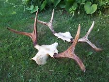 2 REAL VERY NICE WILD MOOSE SKULL HORNS ANTLERS  TAXIDERMY