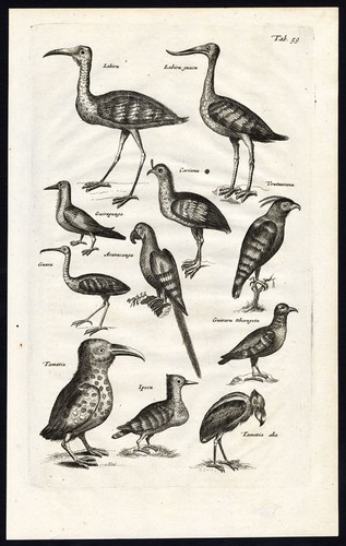 Antique print crested - antique, print-crested