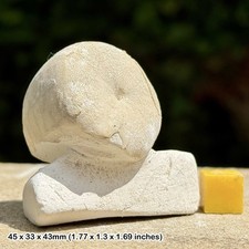 Fossil Sea Urchin Conulus