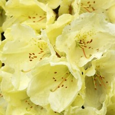 2 x Rhododendron Wren Plants