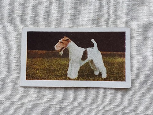 Hornimans tea dogs 1961 22 - dogs,