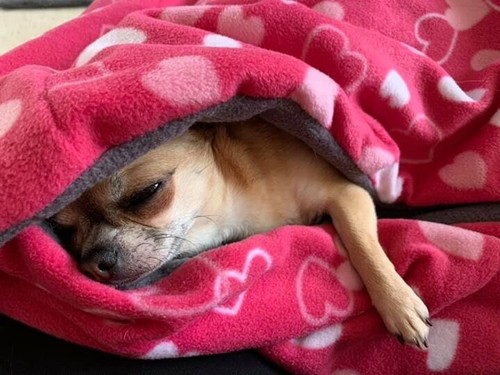 Snuggle sacs for dogs - for,